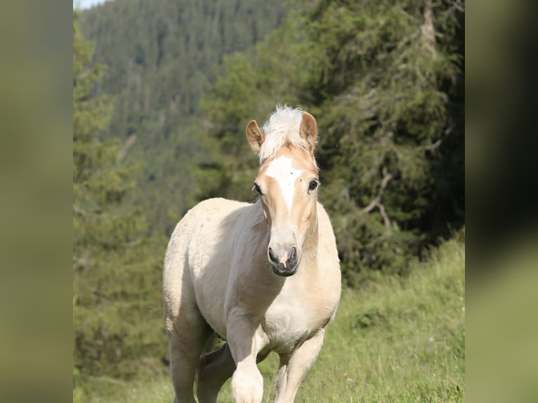 Haflinger Hengst Fohlen (03/2026) 152 cm Fuchs in Weer