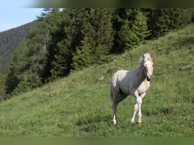 Haflinger Hengst Fohlen (03/2026) 152 cm Fuchs in Weer