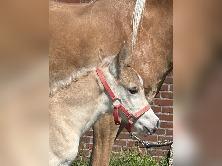 Haflinger Hengst  152 cm Fuchs in Schijndel