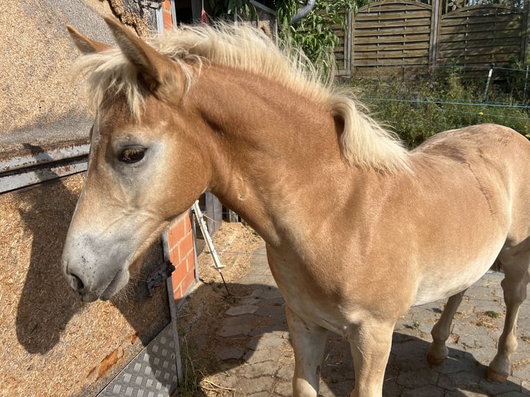 Haflinger Hengst Fohlen (04/2024) 152 cm Fuchs in Staufenberg