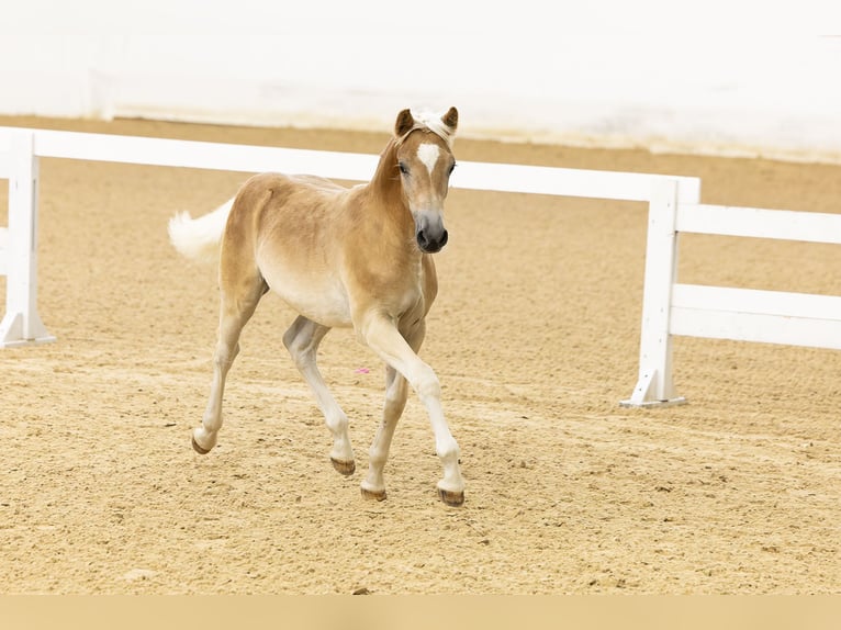 Haflinger Hengst Fohlen (04/2024) 153 cm Fuchs in Golling