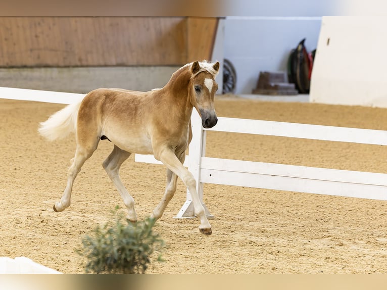 Haflinger Hengst Fohlen (04/2024) 153 cm Fuchs in Golling