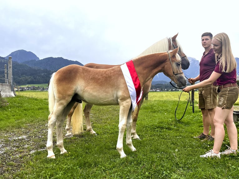 Haflinger Hengst Fohlen (04/2024) 153 cm Fuchs in Golling