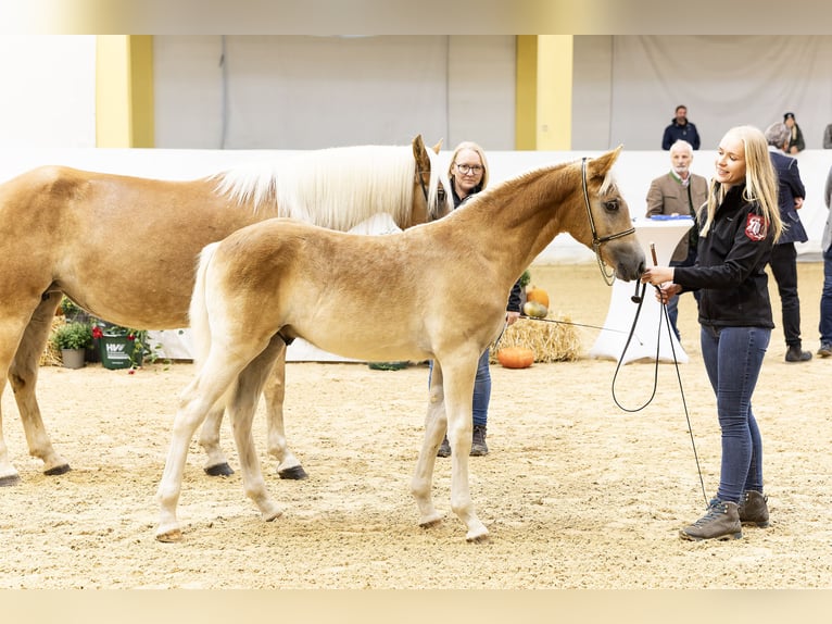 Haflinger Hengst Fohlen (04/2024) 153 cm Fuchs in Golling