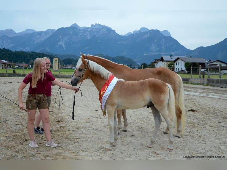 Haflinger Hengst Fohlen (04/2024) 153 cm Fuchs in Golling