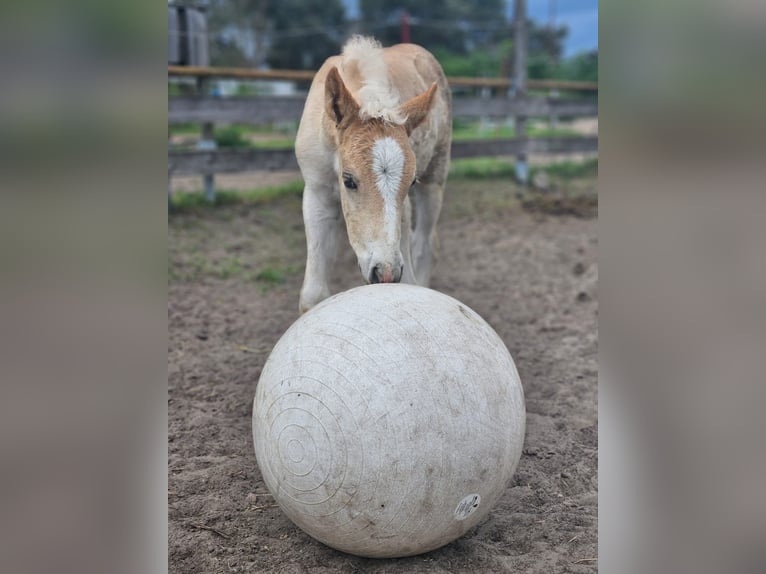 Haflinger Hengst  153 cm Fuchs in Hennigsdorf