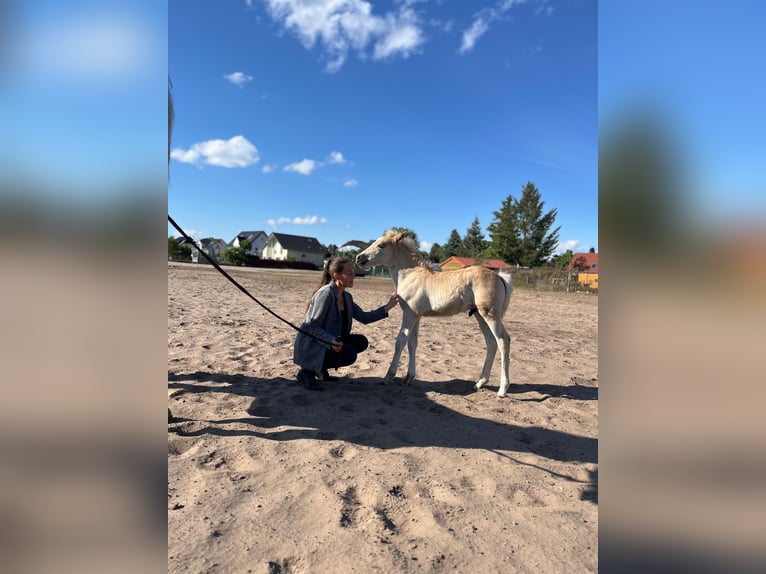 Haflinger Hengst  153 cm Fuchs in Hennigsdorf