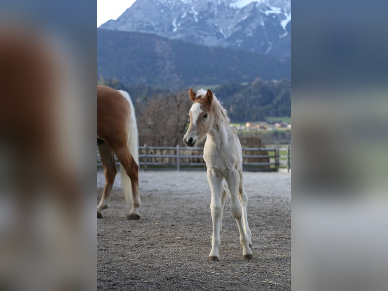 Haflinger Hengst Fohlen (03/2026) 153 cm Fuchs in Weer