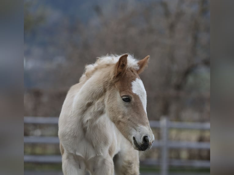 Haflinger Hengst Fohlen (03/2026) 153 cm Fuchs in Weer