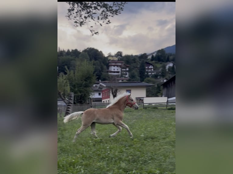 Haflinger Hengst Fohlen (03/2026) 153 cm Fuchs in Weer
