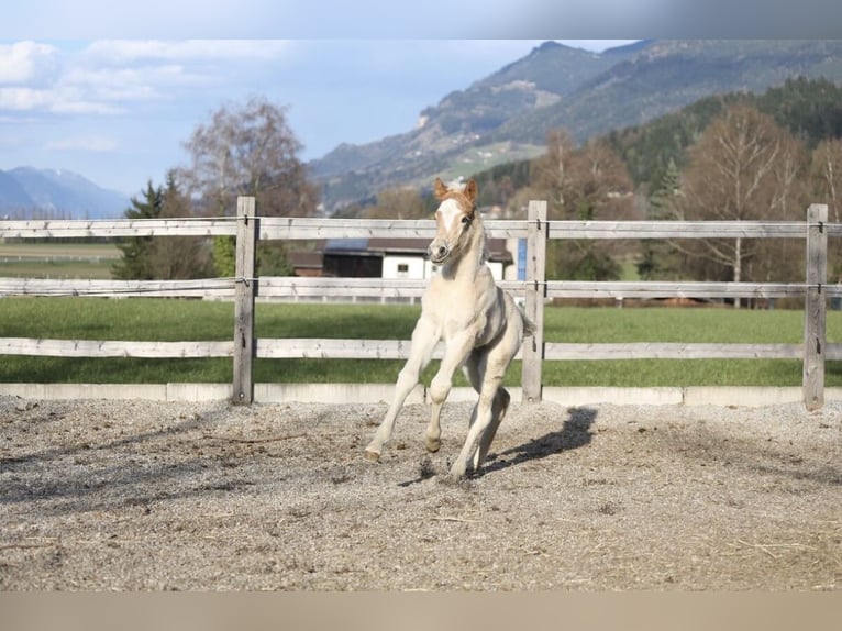 Haflinger Hengst Fohlen (03/2026) 153 cm Fuchs in Weer