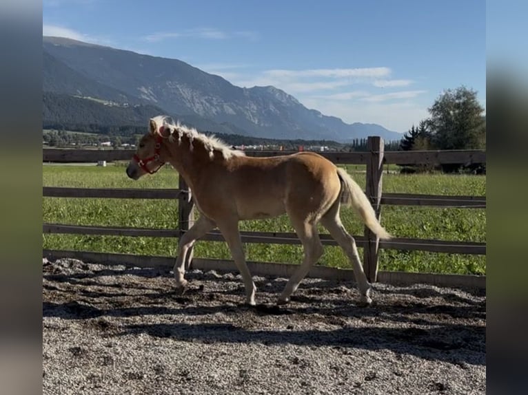 Haflinger Hengst Fohlen (03/2026) 153 cm Fuchs in Weer