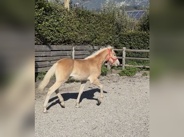 Haflinger Hengst Fohlen (03/2026) 153 cm Fuchs in Weer