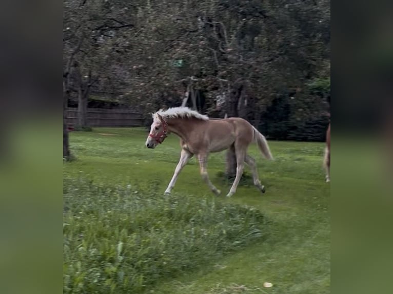 Haflinger Hengst Fohlen (03/2026) 153 cm Fuchs in Weer