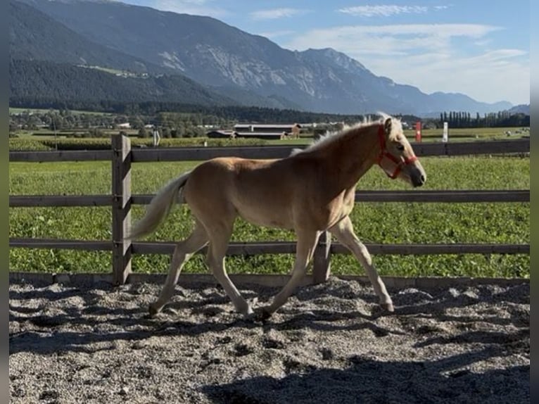 Haflinger Hengst Fohlen (03/2026) 153 cm Fuchs in Weer
