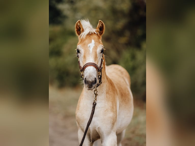 Haflinger Hengst Fohlen (05/2024) 154 cm in Trebbin