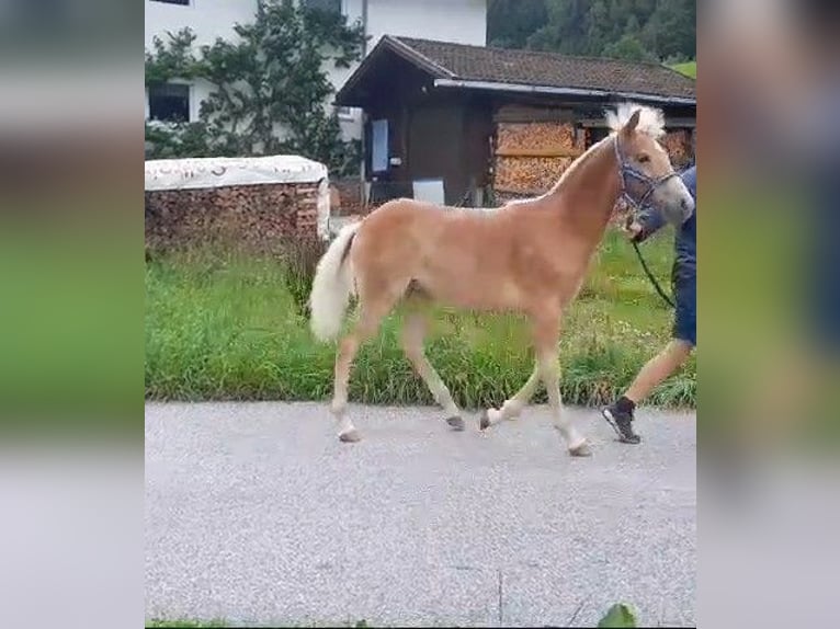 Haflinger Hengst Fohlen (02/2024) 154 cm Fuchs in Au