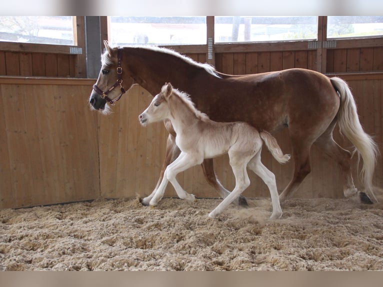 Haflinger Hengst Fohlen (03/2026) 155 cm  in Münster