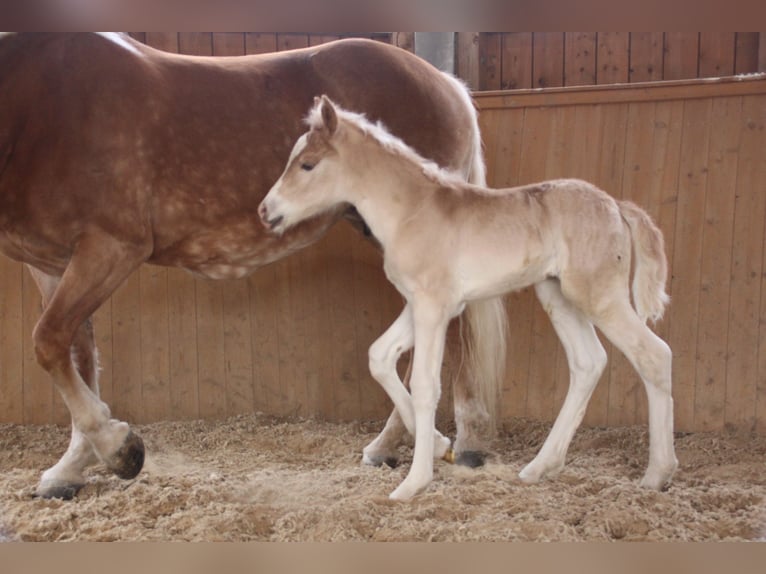 Haflinger Hengst Fohlen (03/2026) 155 cm  in Münster