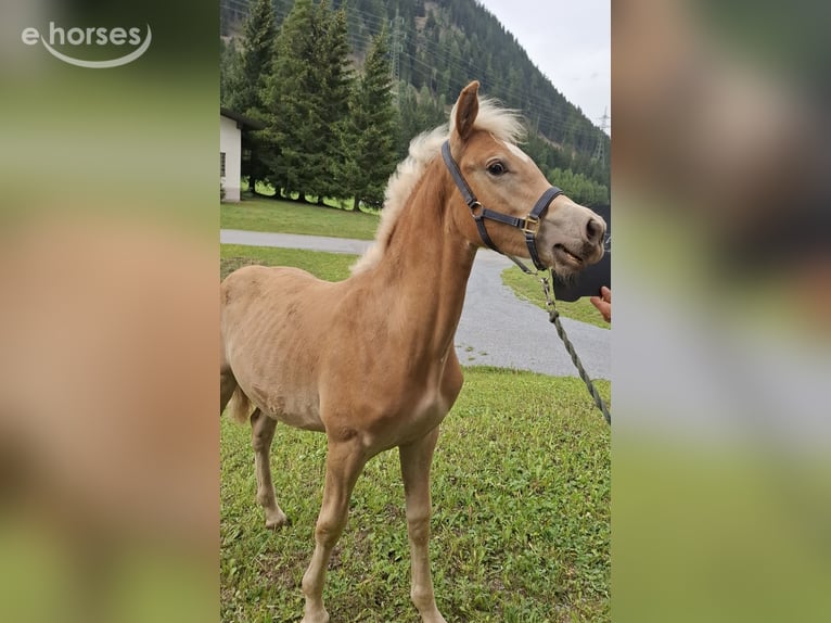 Haflinger Hengst Fohlen (03/2026) 155 cm Falbe in Nauders