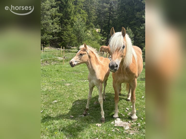 Haflinger Hengst Fohlen (03/2026) 155 cm Falbe in Nauders