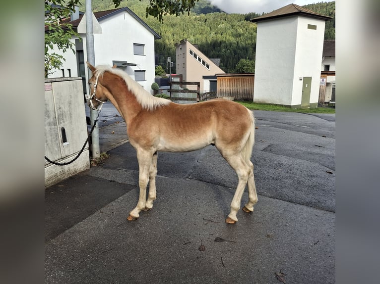 Haflinger Hengst Fohlen (02/2025) 155 cm in Landeck