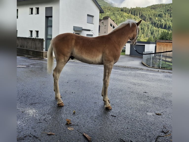 Haflinger Hengst Fohlen (02/2025) 155 cm in Landeck