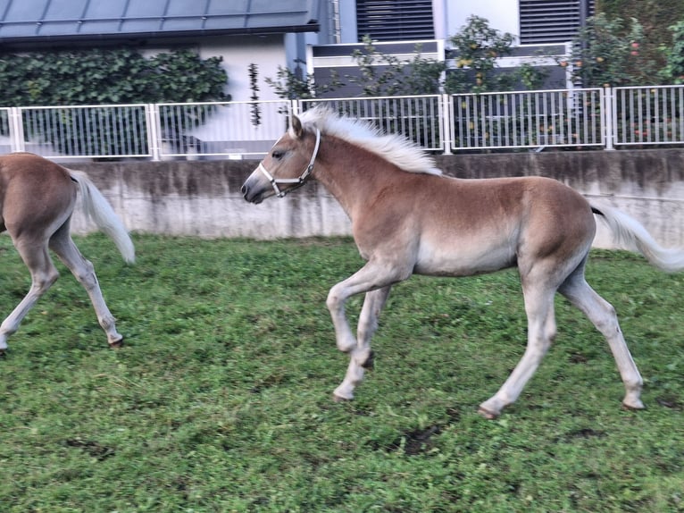 Haflinger Hengst Fohlen (02/2025) 155 cm in Landeck
