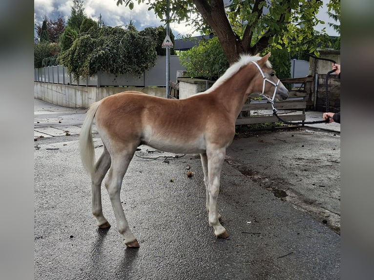 Haflinger Hengst Fohlen (02/2025) 155 cm in Landeck