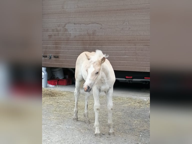 Haflinger Hengst  155 cm in F&#xFC;gen
