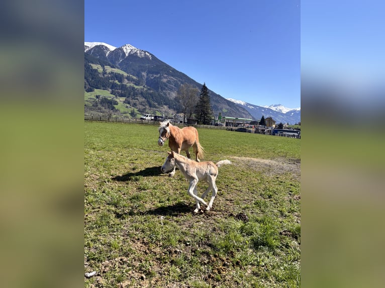 Haflinger Hengst  155 cm in F&#xFC;gen
