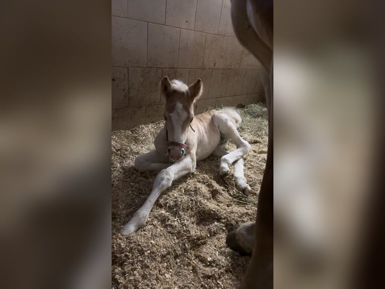 Haflinger Hengst  155 cm in F&#xFC;gen