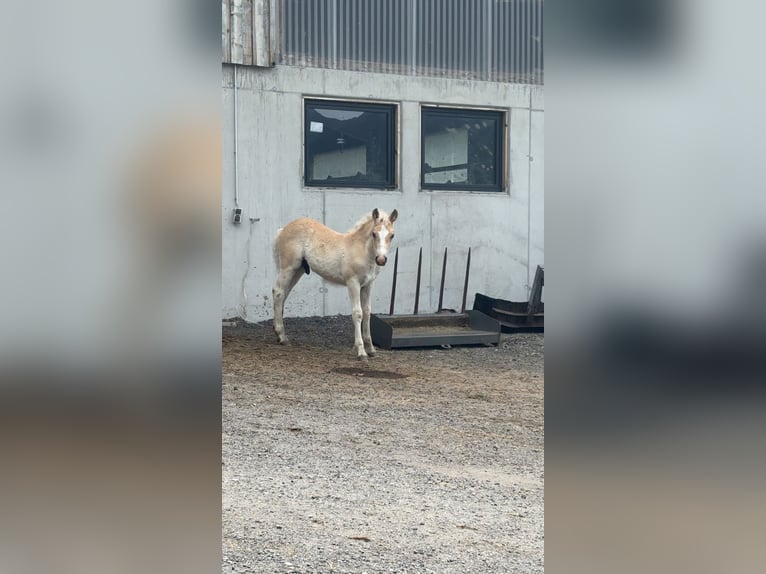 Haflinger Hengst  155 cm in F&#xFC;gen