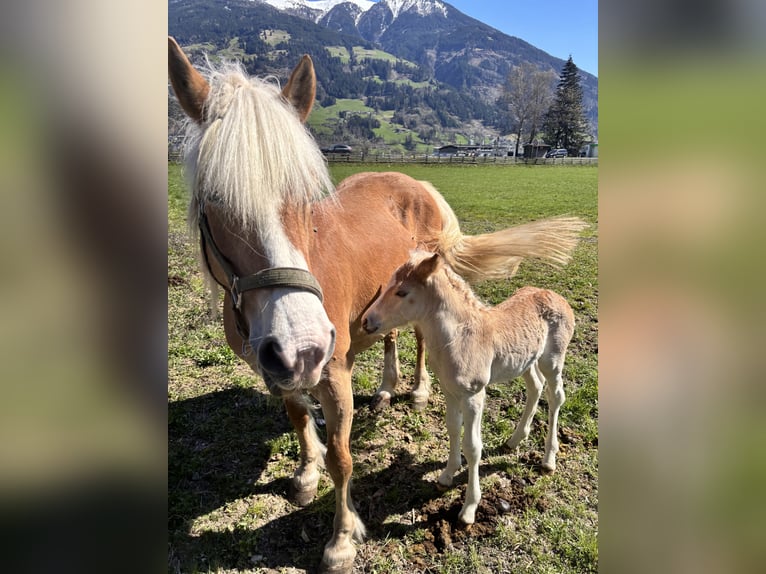 Haflinger Hengst  155 cm in F&#xFC;gen