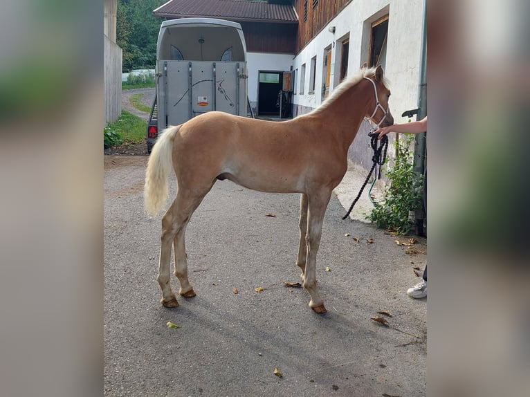 Haflinger Hengst Fohlen (04/2024) 155 cm in Landeck