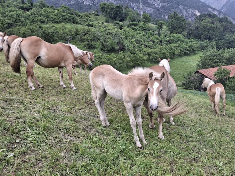 Haflinger Hengst  155 cm in Landeck