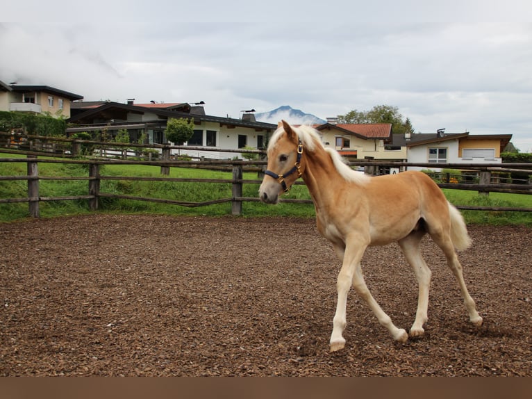 Haflinger Hengst Fohlen (03/2025) 155 cm in Münster