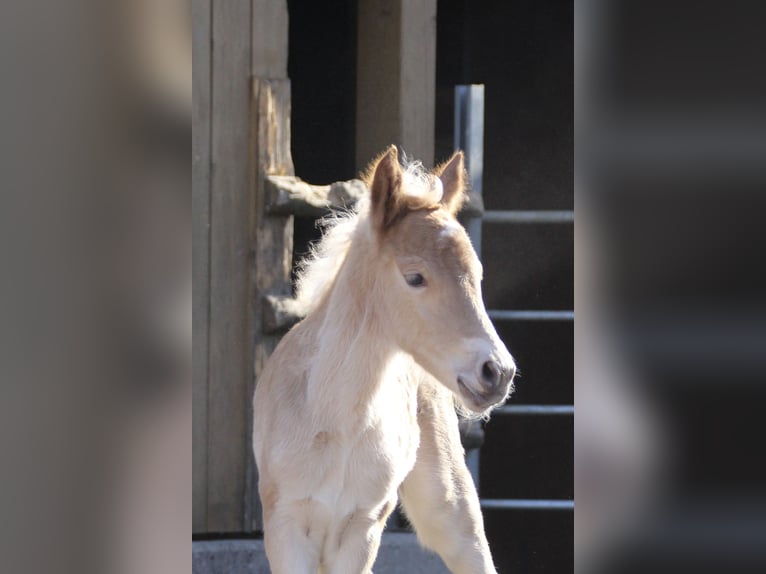 Haflinger Hengst Fohlen (03/2025) 155 cm in Münster