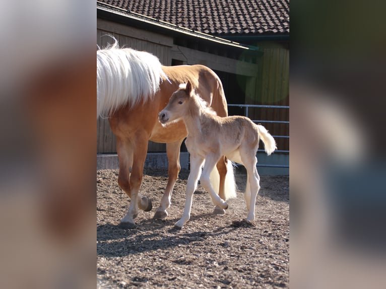 Haflinger Hengst Fohlen (03/2025) 155 cm in Münster