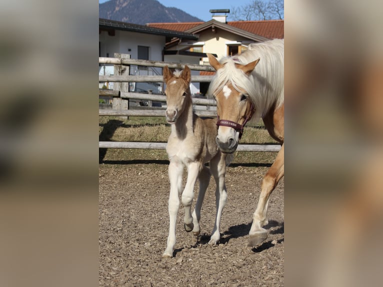 Haflinger Hengst Fohlen (03/2025) 155 cm in Münster