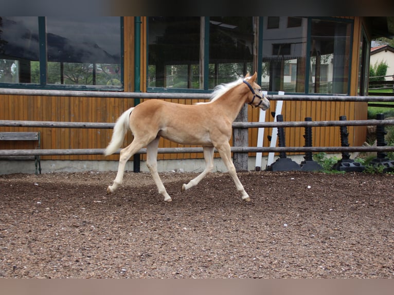 Haflinger Hengst Fohlen (03/2025) 155 cm in Münster