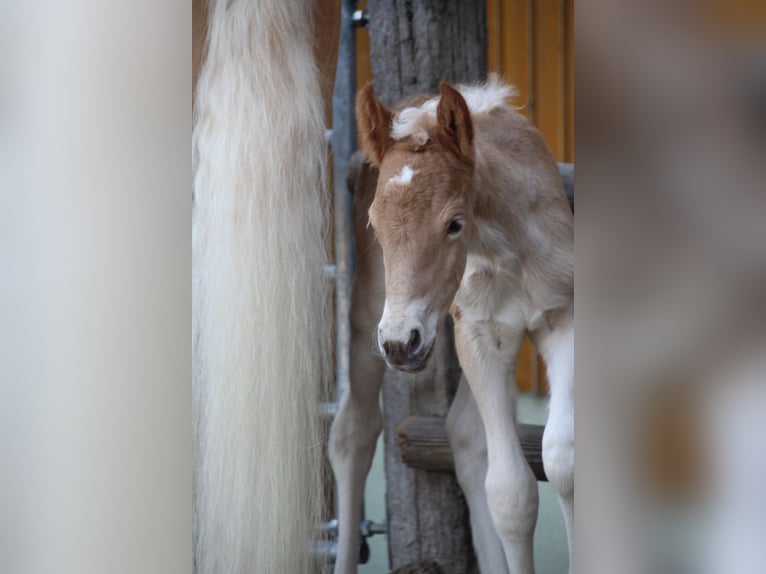 Haflinger Hengst Fohlen (03/2025) 155 cm in Münster