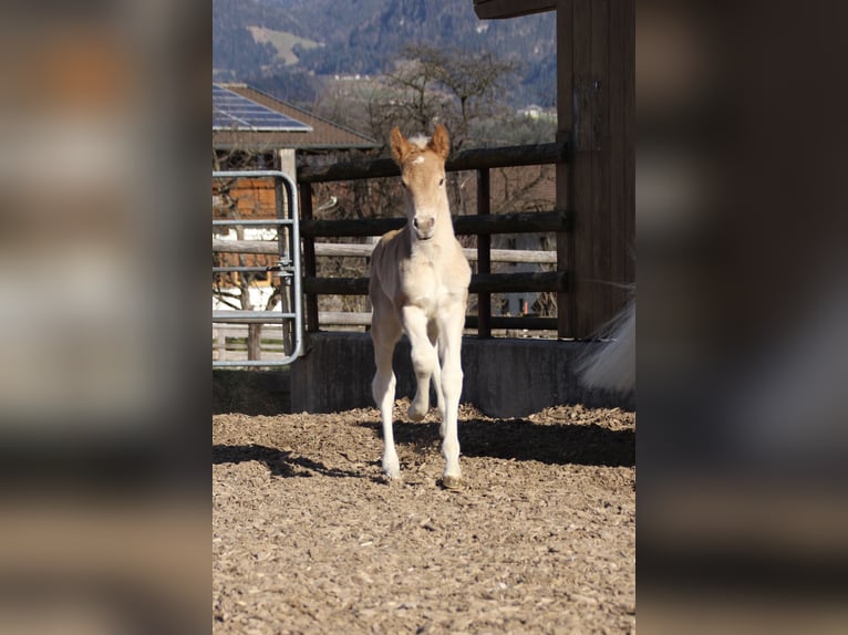 Haflinger Hengst Fohlen (03/2025) 155 cm in Münster