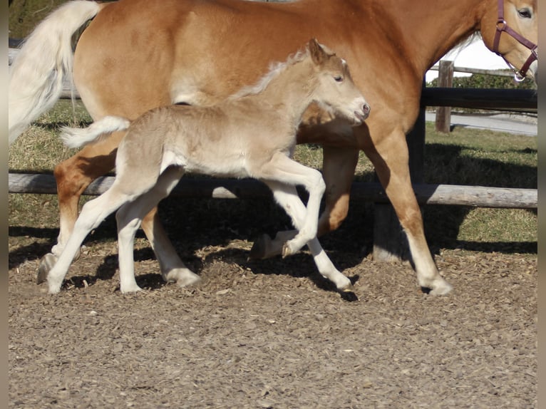 Haflinger Hengst Fohlen (03/2025) 155 cm in Münster