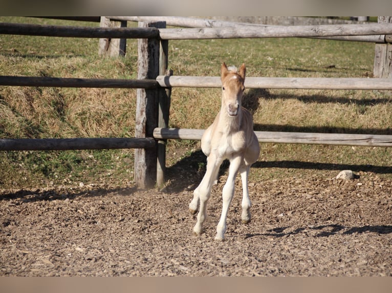 Haflinger Hengst Fohlen (03/2025) 155 cm in Münster
