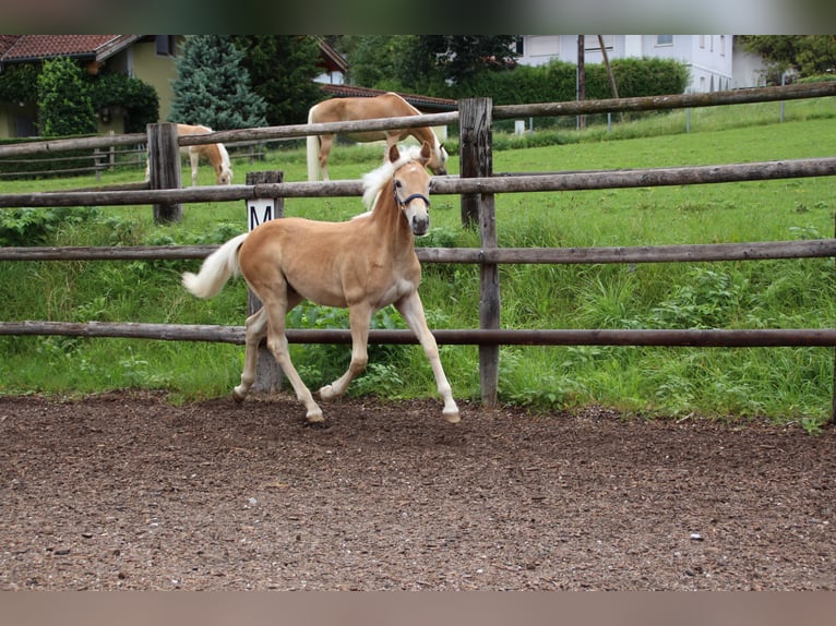 Haflinger Hengst Fohlen (03/2025) 155 cm in Münster