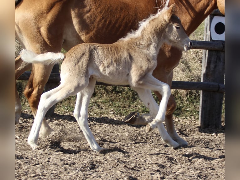 Haflinger Hengst Fohlen (03/2025) 155 cm in Münster