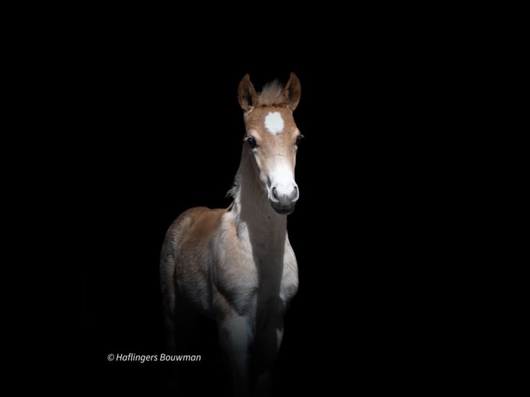 Haflinger Hengst Fohlen (03/2026) 155 cm Fuchs in Emmen