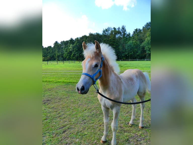 Haflinger Hengst Fohlen (04/2025) 155 cm Fuchs in Delbr&#xFC;ck