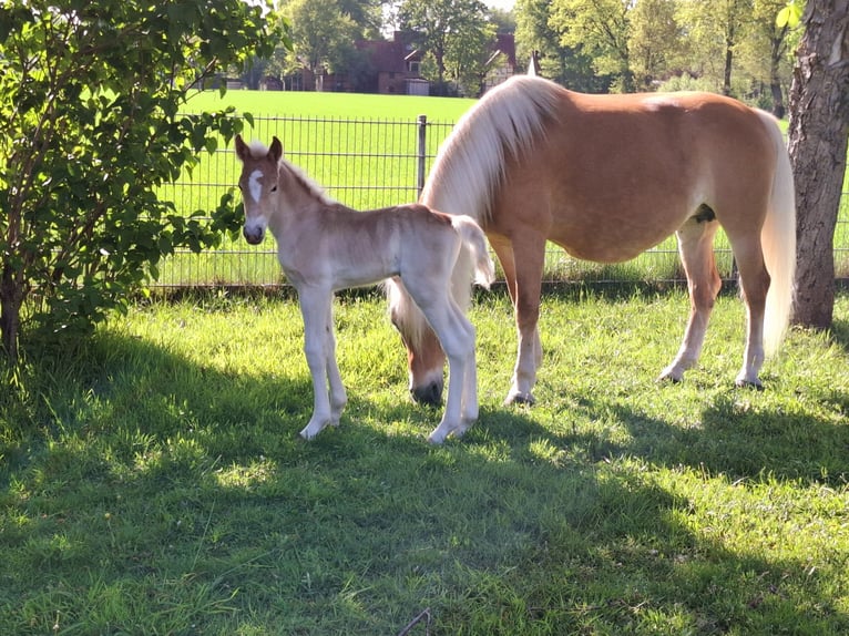 Haflinger Hengst Fohlen (04/2025) 155 cm Fuchs in Delbr&#xFC;ck